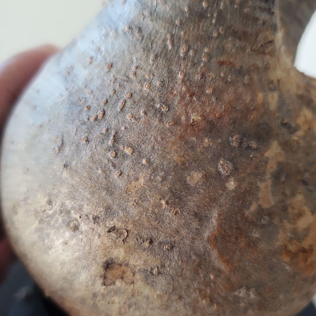 塊根植物　グラキリス　現地株　発根済　幹固め　発根管理半年間以上　メルカリ便