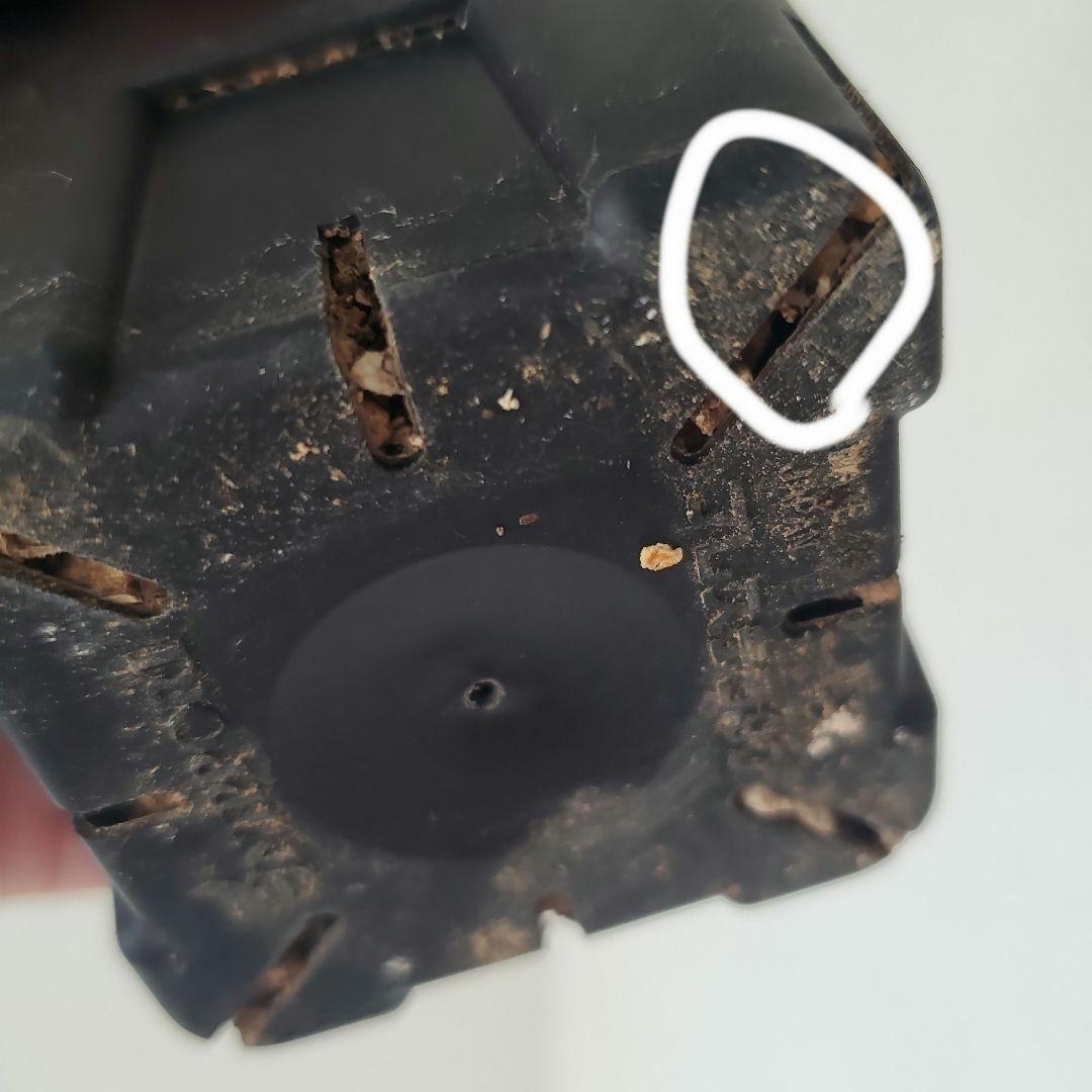 塊根植物　グラキリス　現地株　発根済　幹固め　発根管理半年間以上　メルカリ便