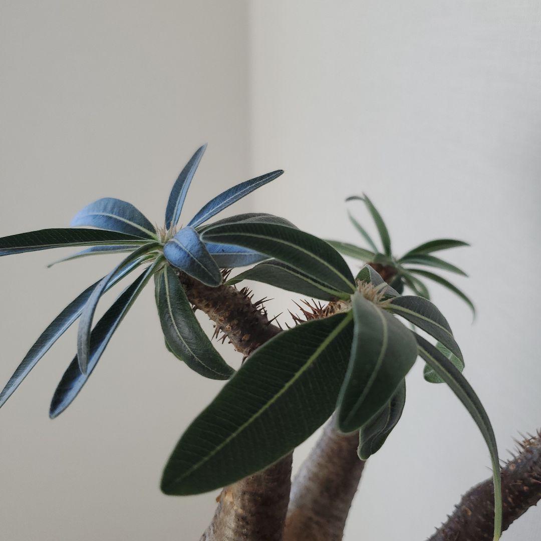 塊根植物　グラキリス　現地株　発根済　幹固め　発根管理半年間以上　メルカリ便