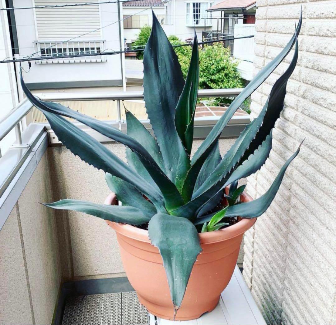 レア‼️ 44cm アガベ シグマトフィラ 耐寒性有り - メルカリ