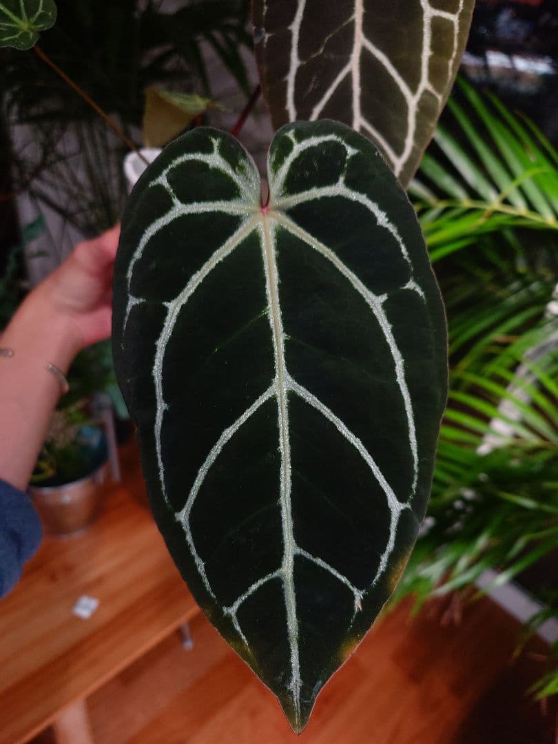 A.Red Crystallinum x Carlablackiae