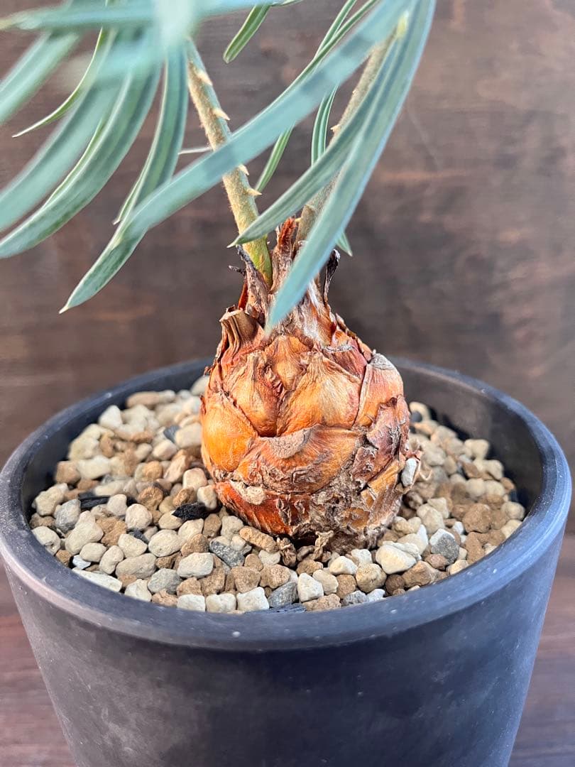 サイカスカイルンシアナM7