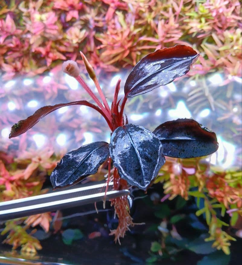 ブセファランドラ spメタリックブルー大株（水中葉）ネコポス便 - メルカリ