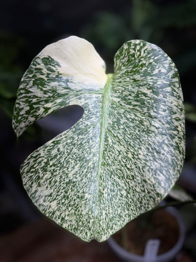 s*s様 1モンステラ　タイコンステレーション　スターライト