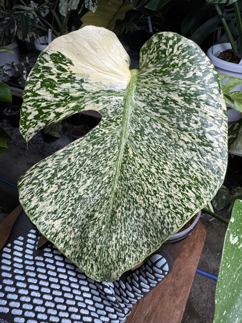 s*s様 1モンステラ　タイコンステレーション　スターライト