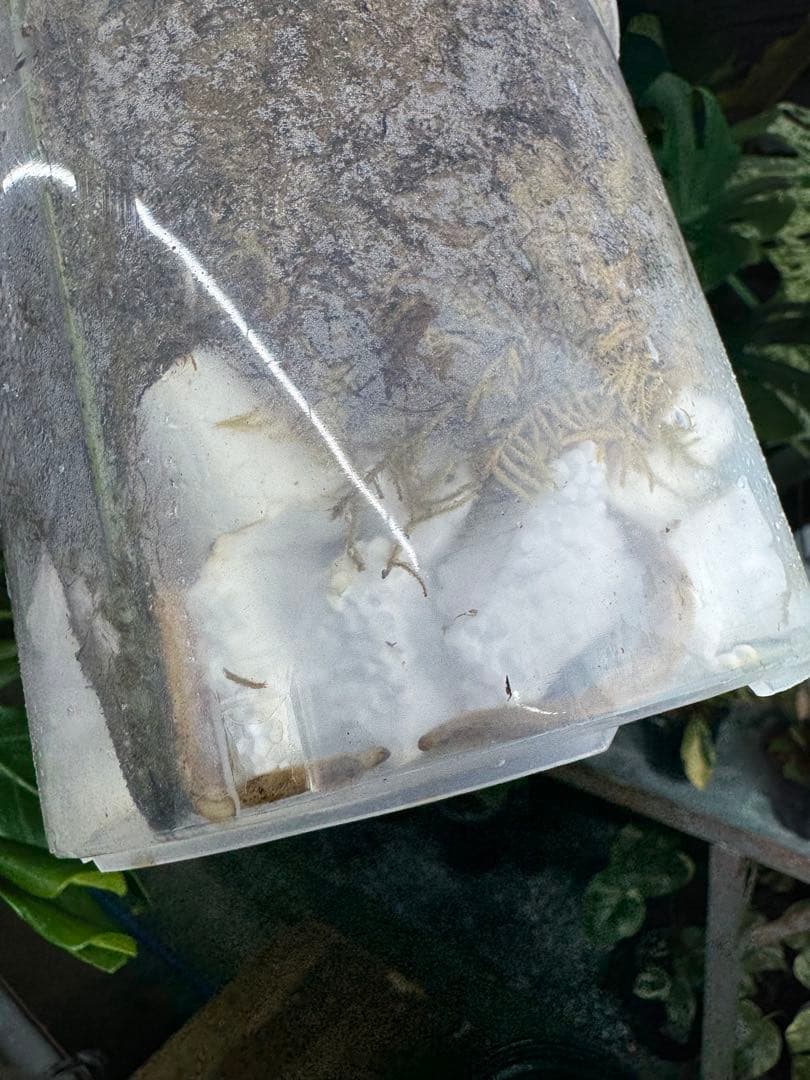 s*s様 1モンステラ　タイコンステレーション　スターライト