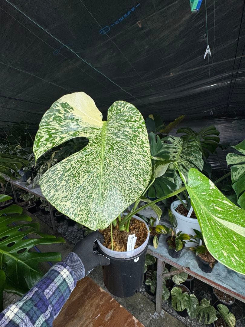 s*s様 1モンステラ　タイコンステレーション　スターライト