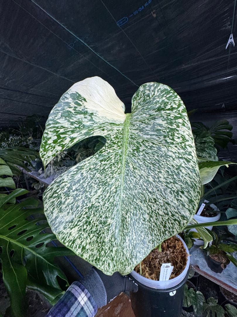 s*s様 1モンステラ　タイコンステレーション　スターライト