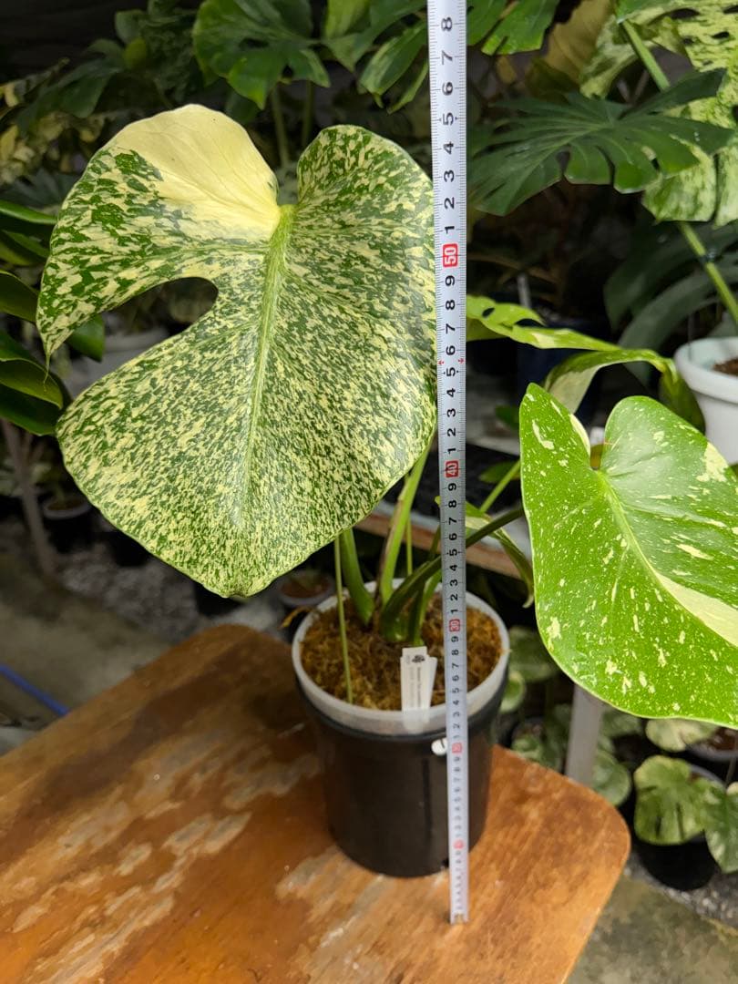 s*s様 1モンステラ　タイコンステレーション　スターライト