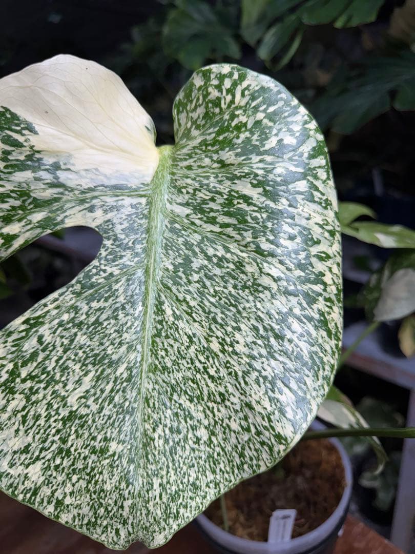 s*s様 1モンステラ　タイコンステレーション　スターライト