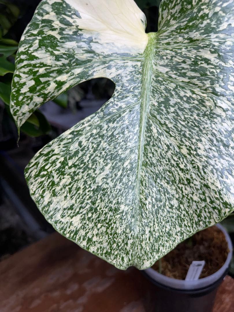 s*s様 1モンステラ　タイコンステレーション　スターライト