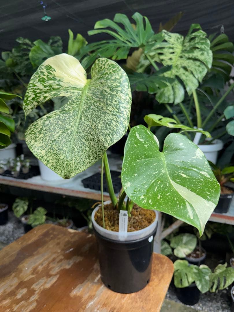 s*s様 1モンステラ　タイコンステレーション　スターライト