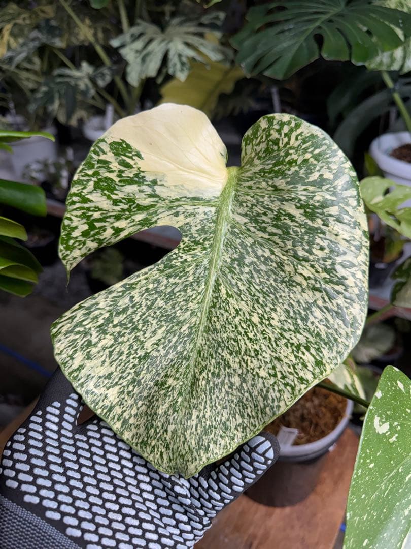 s*s様 1モンステラ　タイコンステレーション　スターライト