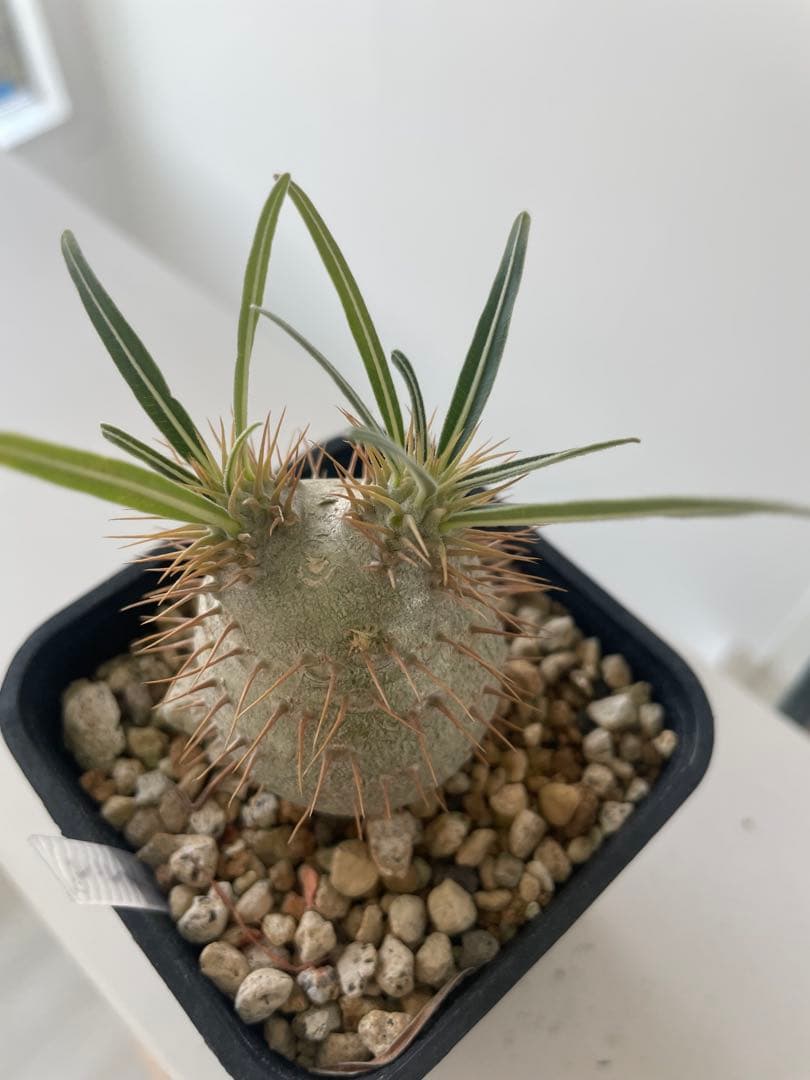 グラキリス実生株！梱包に自信あり！