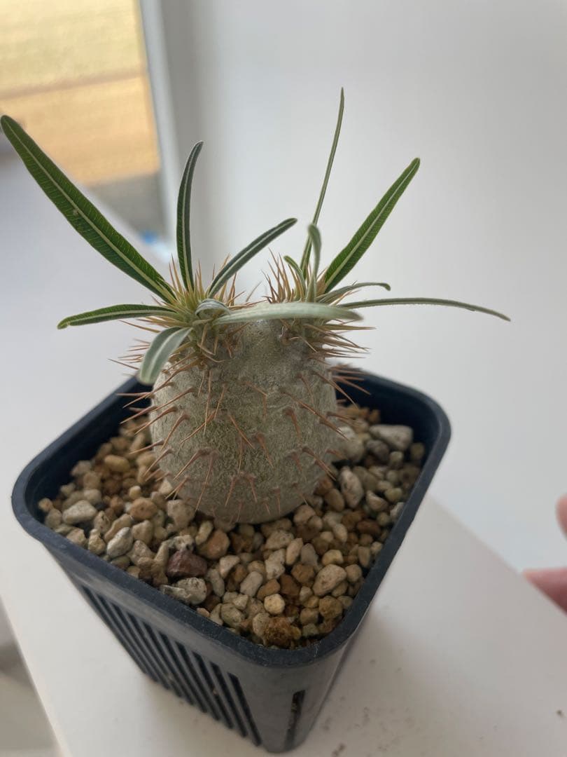 グラキリス実生株！梱包に自信あり！