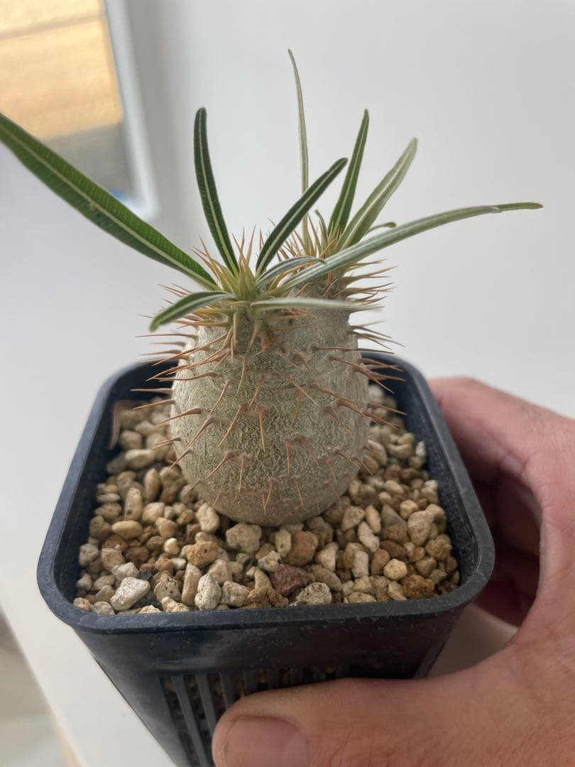 グラキリス実生株！梱包に自信あり！