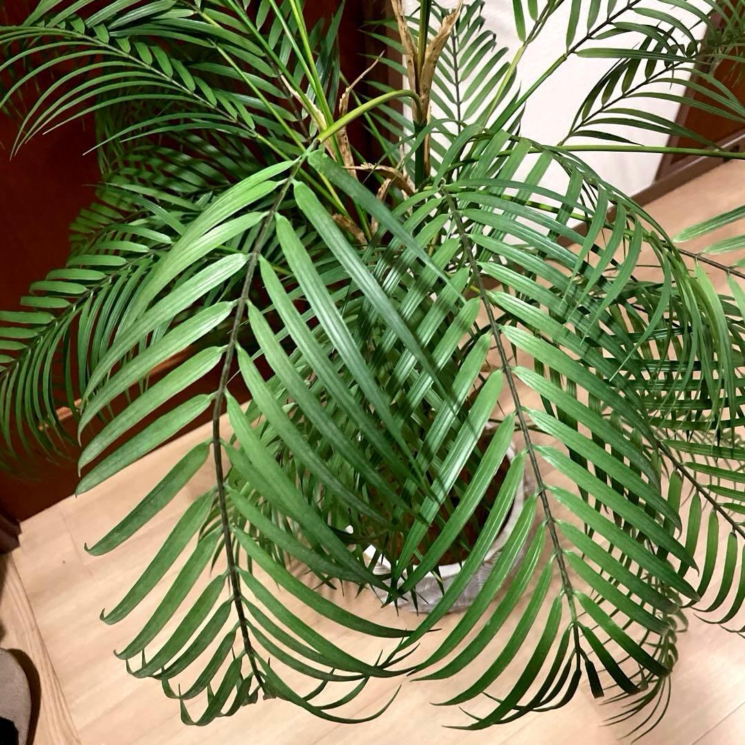 港区にて直接お渡しも可能】 エミリオ ロバ パーム グリーン - メルカリ