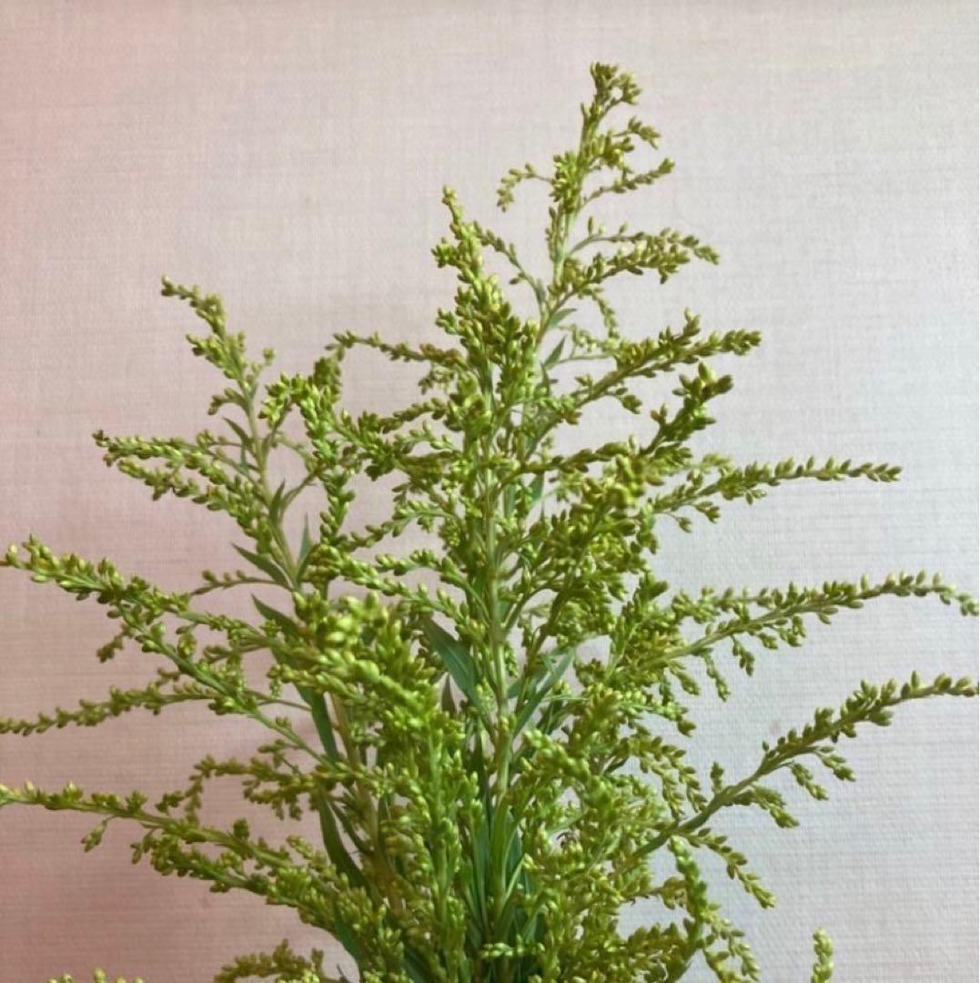 天然ハーブ】背高泡立草 セイタカアワダチソウ1kg 個包装80個前後