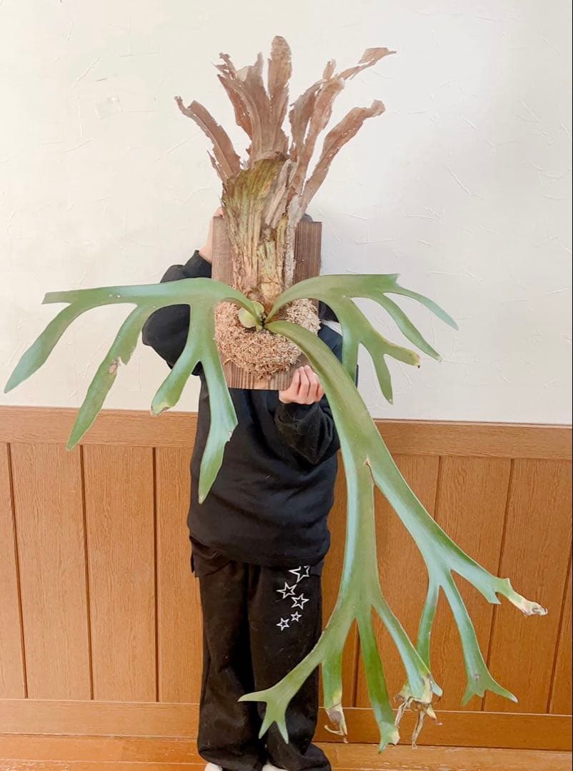 大株ビカクシダ ウィリンキーwild