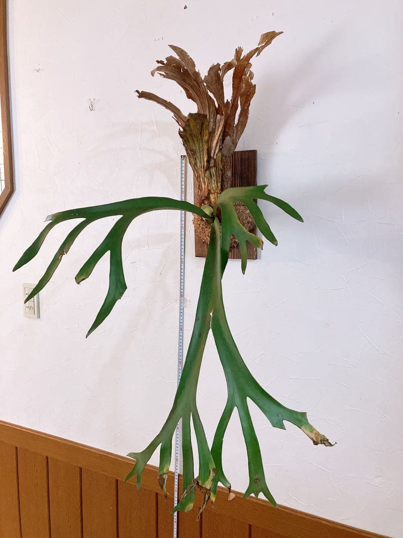 大株ビカクシダ ウィリンキーwild