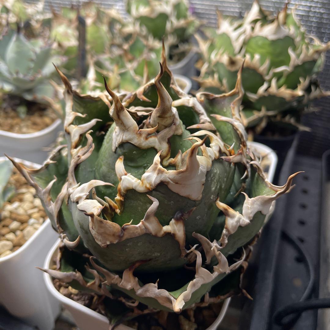 アガベ チタノタ シーザー lize産 子株 ➁ - メルカリ