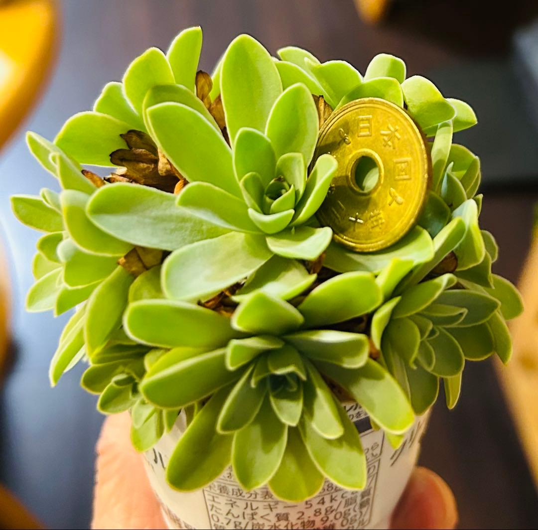 多肉植物 グリーノビア ドドランタリス 抜き苗 極美苗 - メルカリ
