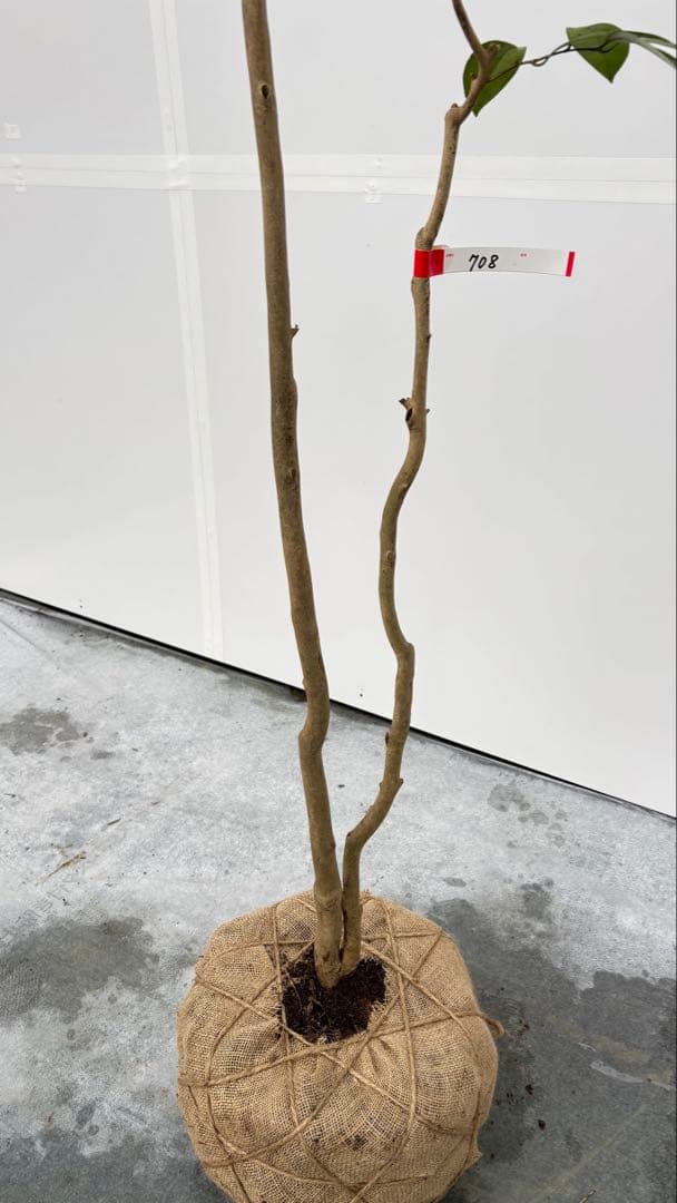 Watanabe 山採り ヤブツバキ 708 樹高1.7m位 薮椿 藪椿