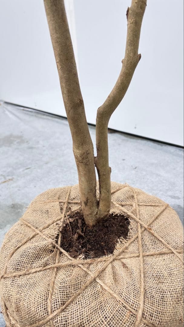 Watanabe 山採り ヤブツバキ 708 樹高1.7m位 薮椿 藪椿