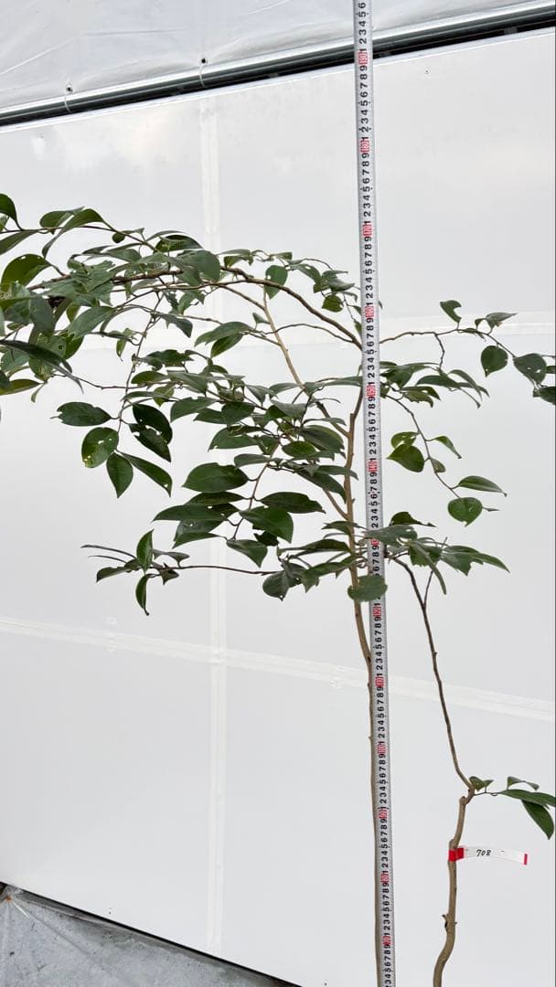 Watanabe 山採り ヤブツバキ 708 樹高1.7m位 薮椿 藪椿