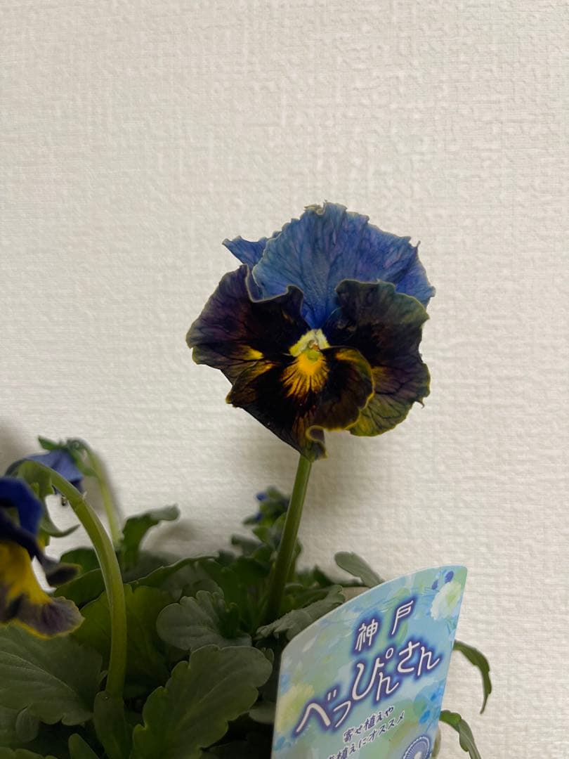 M*I様 神戸べっぴんさん