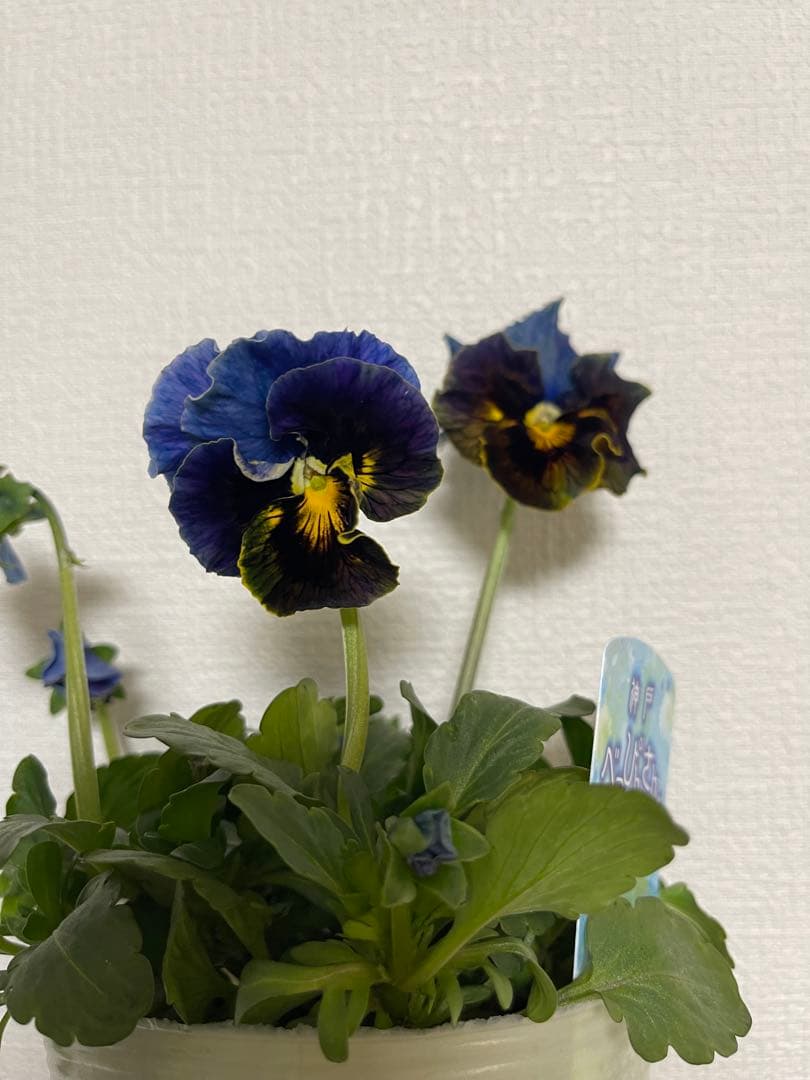 M*I様 神戸べっぴんさん