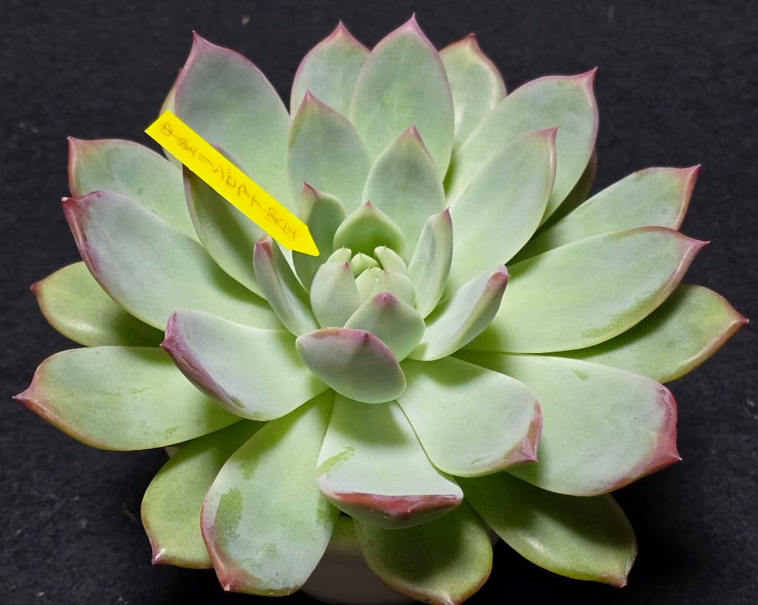 超特大株】中里リンゼアナ実生 札付き - メルカリ