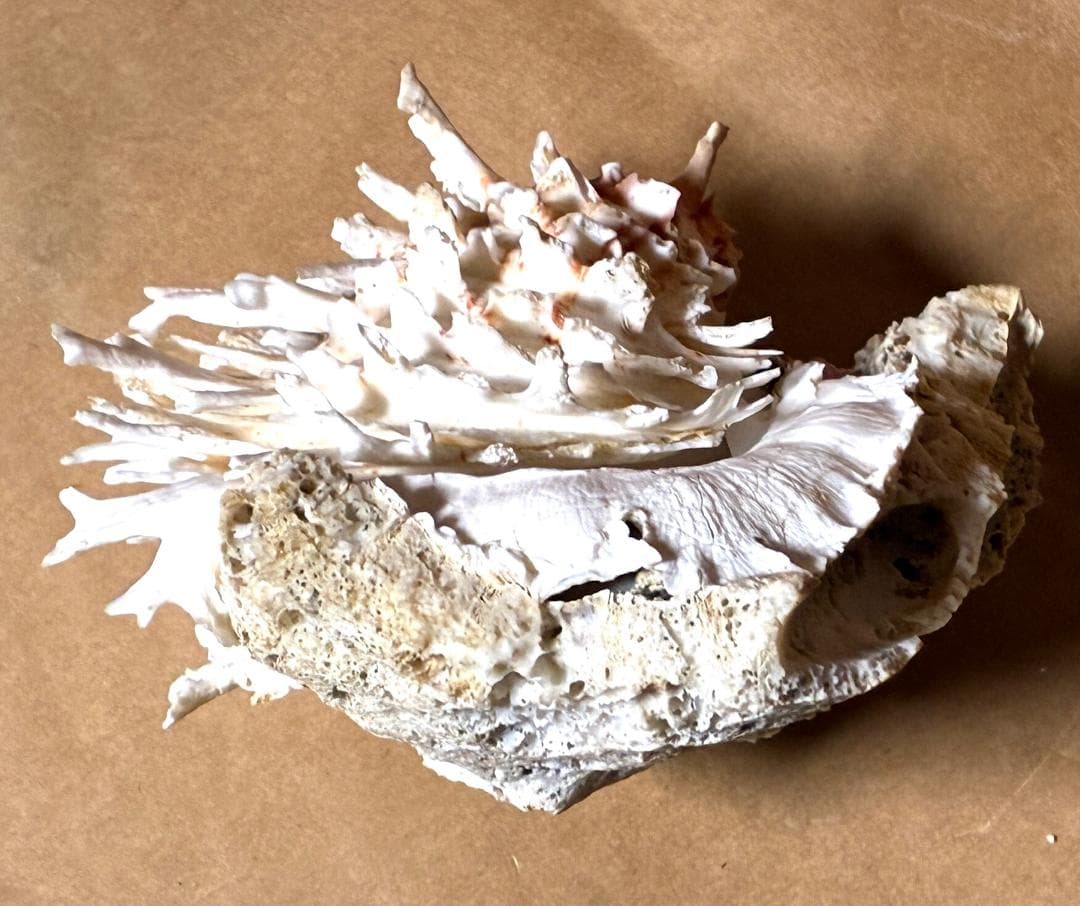 貝殻17点セット■白サンゴ■シャコ貝■トウカムリ■ヒレインコ■笠貝■丸ツノカイ