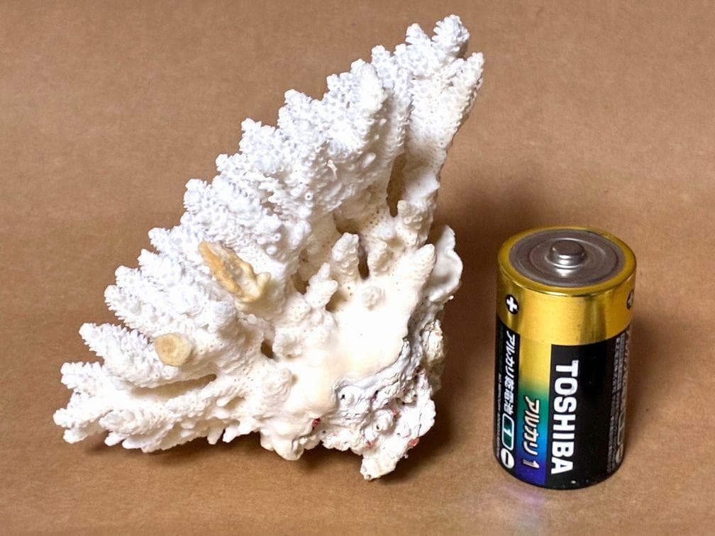 貝殻17点セット■白サンゴ■シャコ貝■トウカムリ■ヒレインコ■笠貝■丸ツノカイ