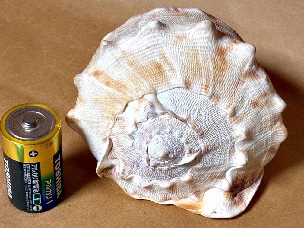 貝殻17点セット■白サンゴ■シャコ貝■トウカムリ■ヒレインコ■笠貝■丸ツノカイ