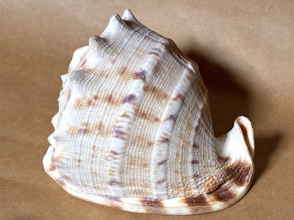 貝殻17点セット■白サンゴ■シャコ貝■トウカムリ■ヒレインコ■笠貝■丸ツノカイ