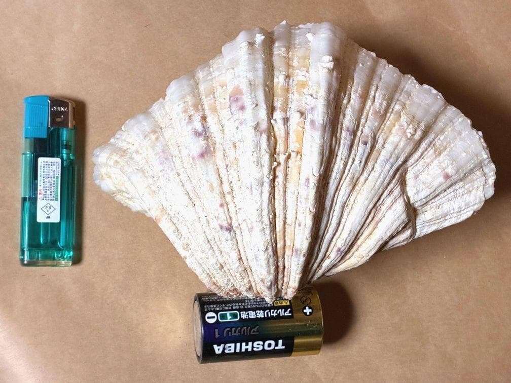 貝殻17点セット■白サンゴ■シャコ貝■トウカムリ■ヒレインコ■笠貝■丸ツノカイ