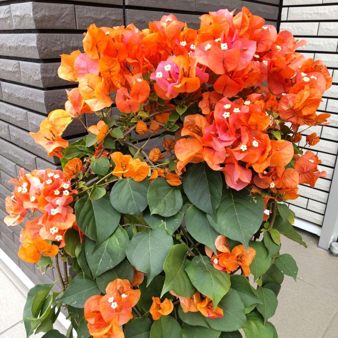 現品】ブーゲンビリア ブーゲンビレア カリフォルニアオレンジ 7号鉢