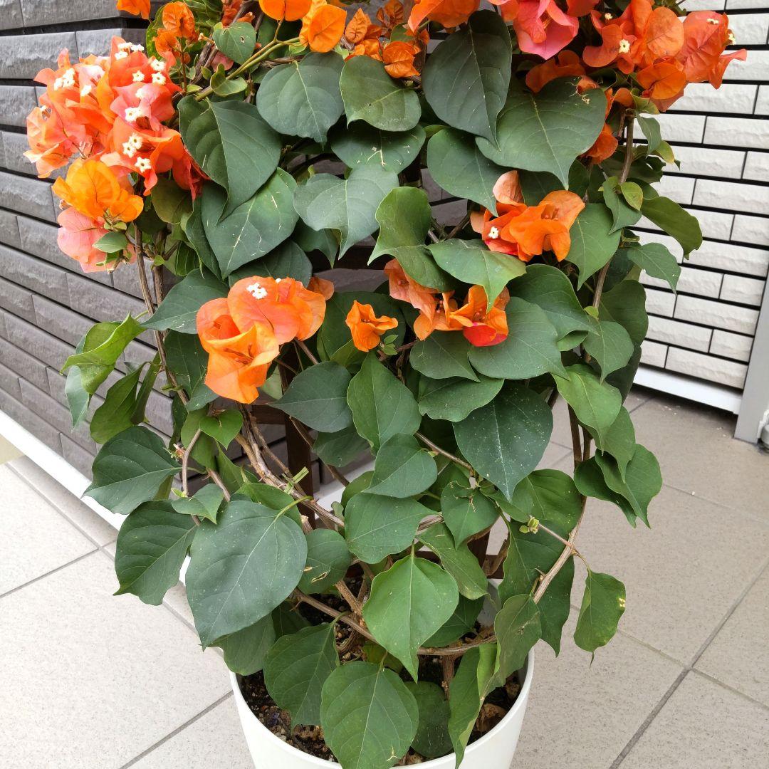 現品】ブーゲンビリア ブーゲンビレア カリフォルニアオレンジ 7号鉢