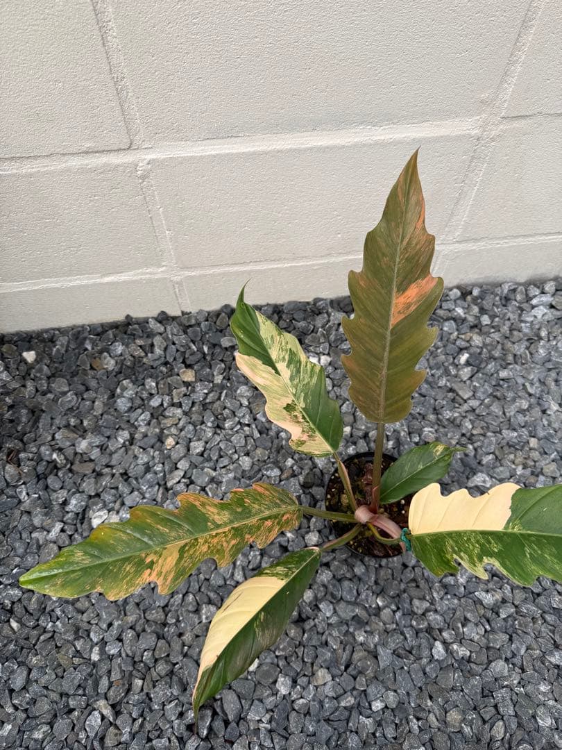 フィロデンドロン　キャラメル　マーブル