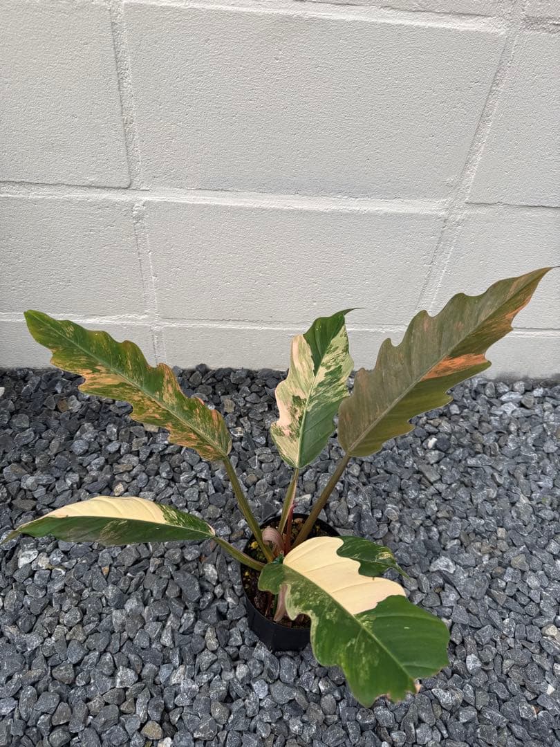 フィロデンドロン　キャラメル　マーブル