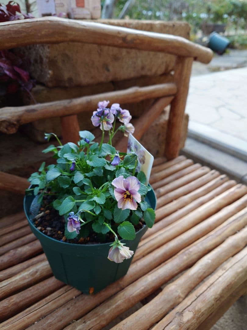 寄せ植え花 ユニヴェール スリット鉢植え