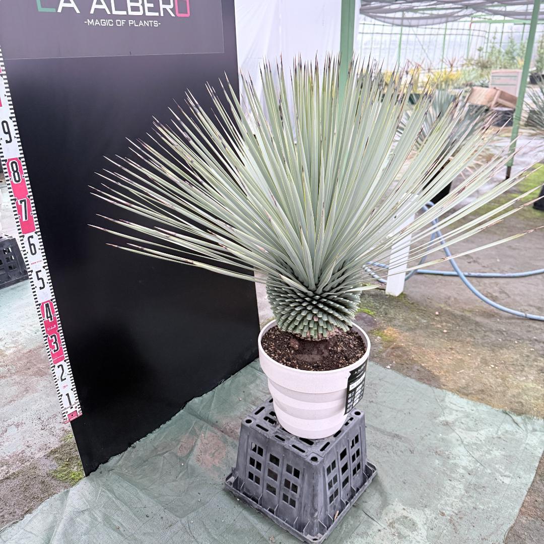 【AL1146】ユッカ　ロストラータ　ホワイト個体　【ALBEROホワイト祭り】