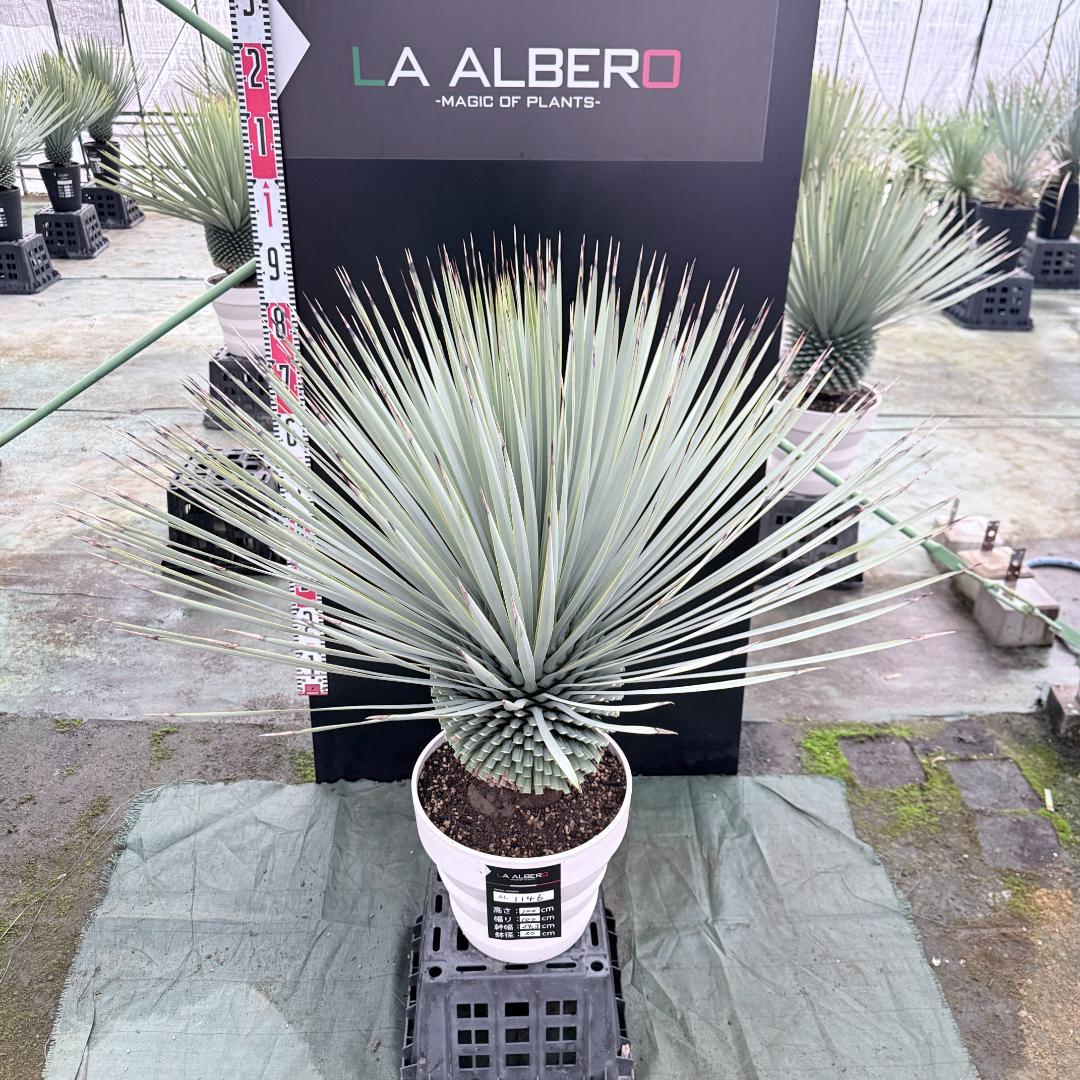 【AL1146】ユッカ　ロストラータ　ホワイト個体　【ALBEROホワイト祭り】