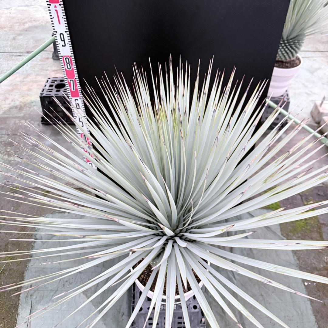 【AL1146】ユッカ　ロストラータ　ホワイト個体　【ALBEROホワイト祭り】