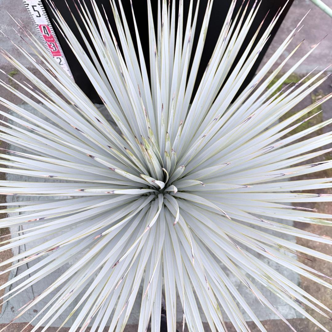 【AL1146】ユッカ　ロストラータ　ホワイト個体　【ALBEROホワイト祭り】