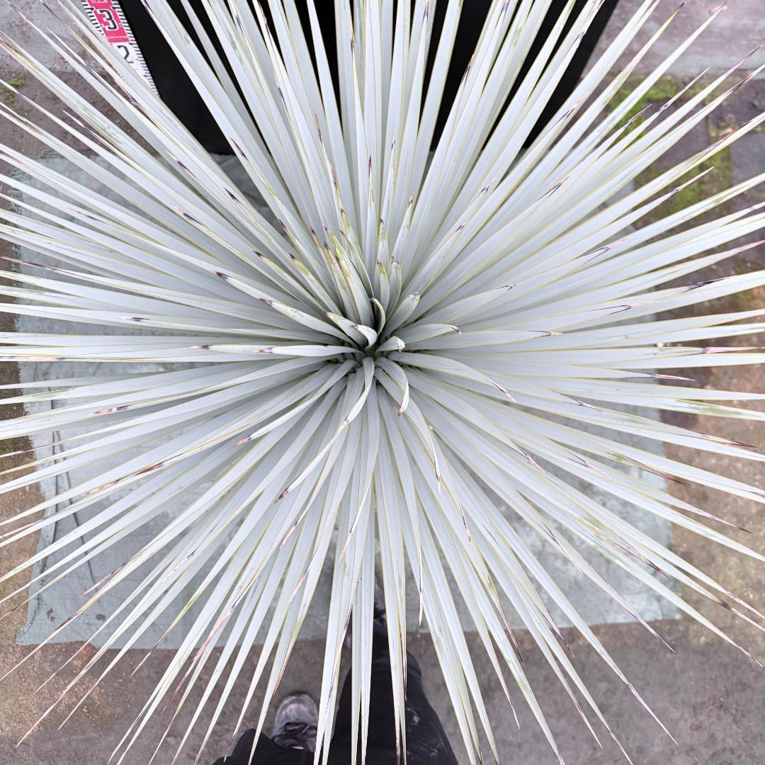 【AL1146】ユッカ　ロストラータ　ホワイト個体　【ALBEROホワイト祭り】