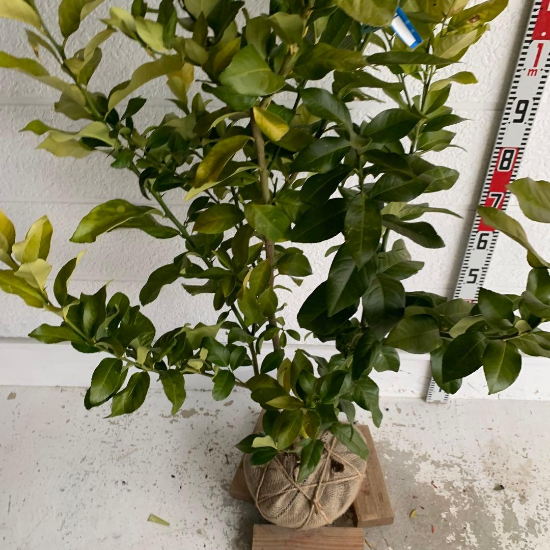 大株 レモン リスボン 約170cm【果樹苗/柑橘/苗木/シンボルツリー】18