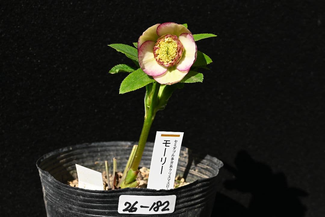 クリスマスローズ 認定モーリーバイカラー 加藤農園