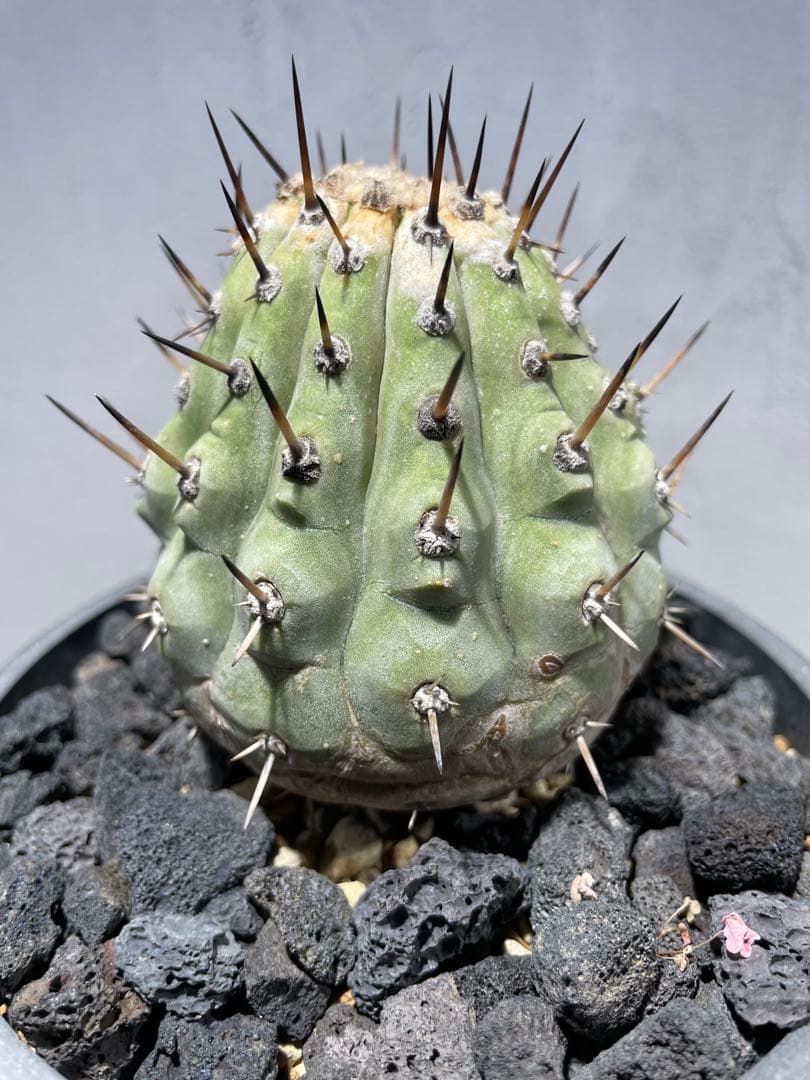 g*n様 黒王丸(2個子株付き)